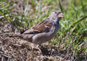 Passer domesticus